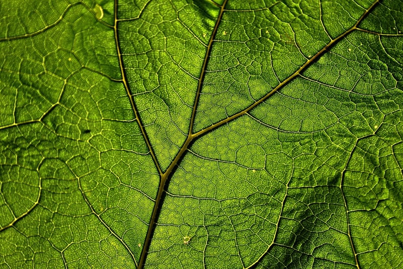 Garden Structure