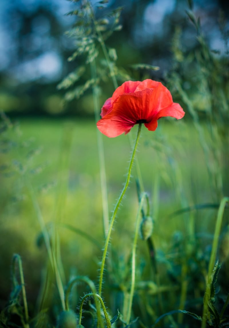 Vertical Flowers