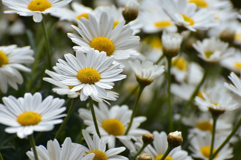 Vertical Flowers