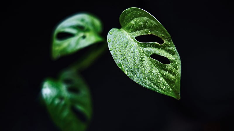 Monstera Plant